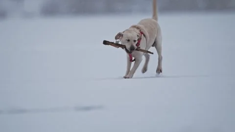 Running Labrador in snowy landscape, winter joy, festive Christmas blue bokeh. Stock Footage 295869816