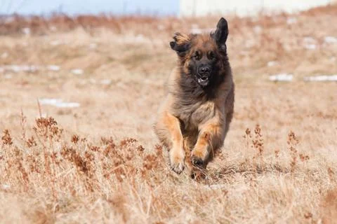 Running leonberger Stock Photos