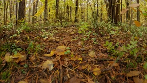 Running low to the ground through a beautiful autumn forest in Europe from a dog Stock Footage 144179534
