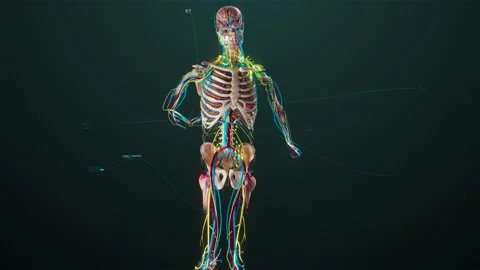 Running man anatomy in augmented reality Stock Footage 244668478