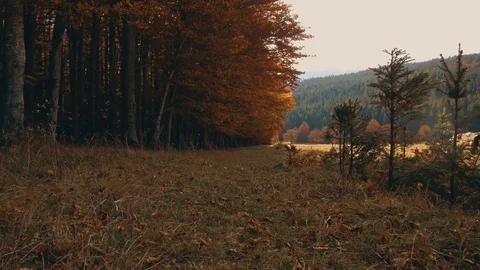 Running man in forest woods training. Fitness healthy lifestyle concept. Video stock 81716992