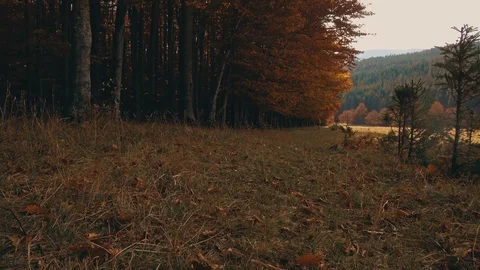 Running man in forest woods training. Fitness healthy lifestyle concept. Stock Footage 98545474
