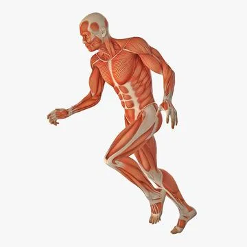 Running Man Muscles Anatomy System 3D Model