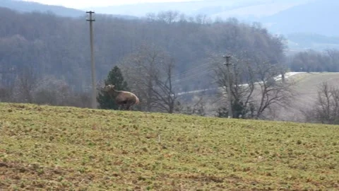 Running  in the meadow Stock Footage 202006517