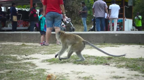 Running Monkey in a Botanical Gardens in Georgetown, Pinang Island. Slow Motion Stock Footage 66384203