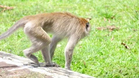A running monkey Stock Footage 134630938