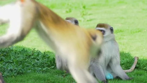 Running Monkeys Stock Footage 155832686