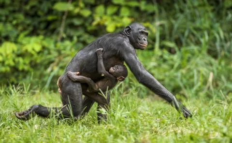 Running Mother and Cub of chimpanzee  Bonobo in natural habitat. Green natura Stock Photos