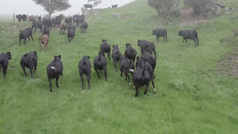 RUNNING mountain COWS Vídeos de archivo 158989172