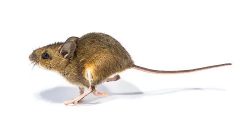 Running mouse isolated on white background Stock Photos