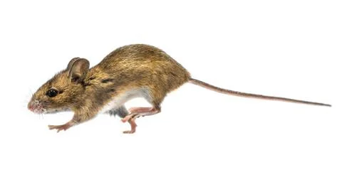 Running mouse isolated on white background Stock Photos