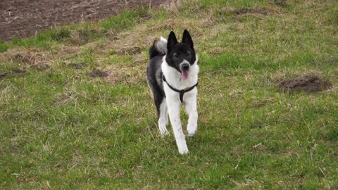 Running Nice West Siberian laika puppy Stock Video Pond5