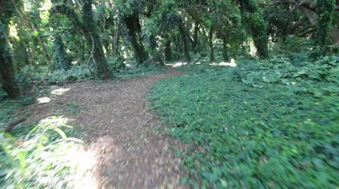 Running or being chased through a forest, Steadicam Stock Footage 25242261