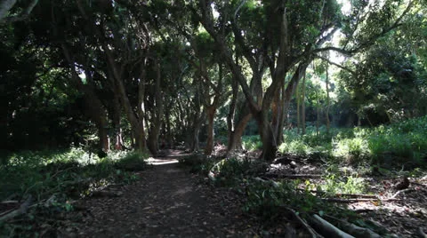 Running or being chased through a forest, Steadicam 6 Stock Footage 25242353