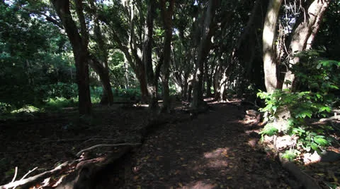 Running or being chased through a forest, Steadicam 4 Video stock 25242555