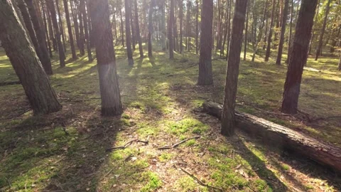 Running or walking through sunlit pine forest with prominent lens flare Stock Footage 319760518