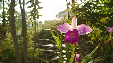 Running at an Orchid Garden Focus Pulling Singapore Vidéo 231308498