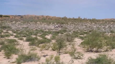Running Oryx Stock Footage 132764149