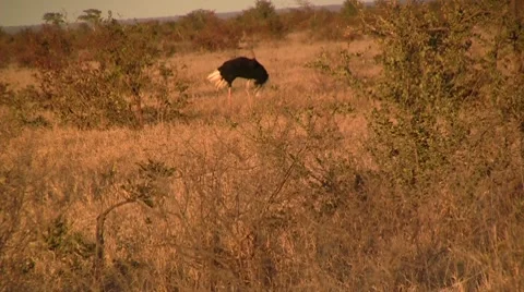 Running ostrich Stock Footage 8622271