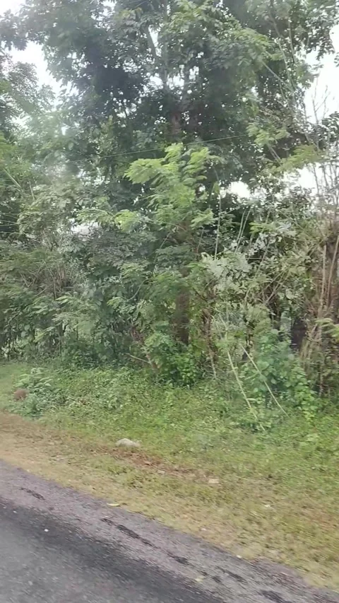 Running outside the car window, with trees and a cloudy sky Stock Footage 293243785