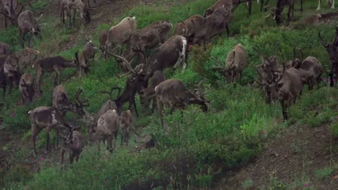 Running over a herd of deer, 4k, 25fps. Stock Footage 254060473