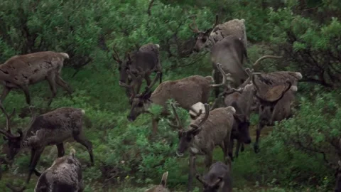 Running over a herd of deer, 4k, 25fps. Stock Footage 254060483