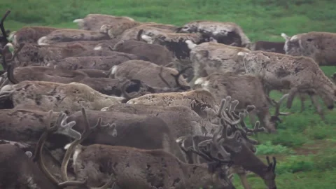 Running over a herd of deer, 4k, 25fps. Stock Footage 254061272