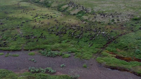 Running over a herd of deer, 4k, 25fps. Stock Footage 254062476