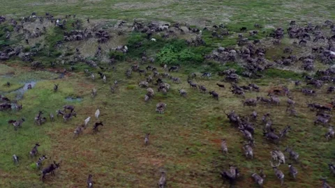 Running over a herd of deer, 4k, 25fps. Stock Footage 254062588