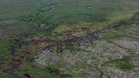 Running over a herd of deer, 4k, 25fps. Stock Footage 254062702