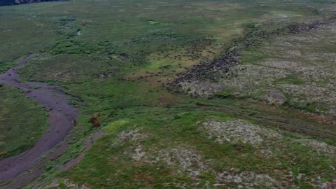 Running over a herd of deer, 4k, 25fps. Stock Footage 254062705