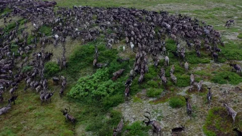 Running over a herd of deer, 4k, 25fps. Stock Footage 254062794