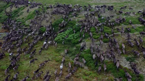 Running over a herd of deer, 4k, 25fps. Stock Footage 254062870