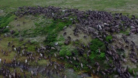 Running over a herd of deer, 4k, 25fps. Stock Footage 254062879
