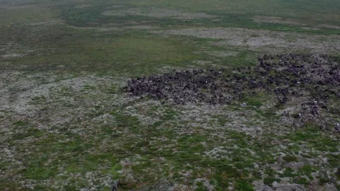 Running over a herd of deer, 4k, 25fps. Stock Footage 254063062