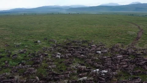 Running over a herd of deer, 4k, 25fps. Stock Footage 254063399