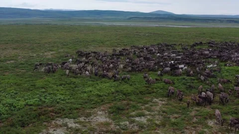 Running over a herd of deer, 4k, 25fps. Stock Footage 254063426