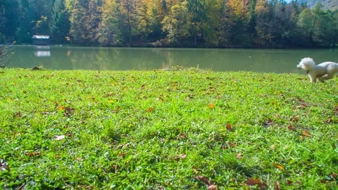 Running over the meadow Stock Footage 83776148
