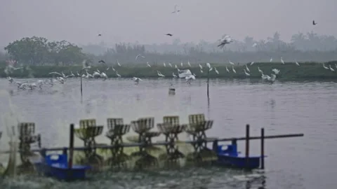 Running paddle wheel aerator with egrets on aquaculture pond and surrounding Stock Footage 331226700