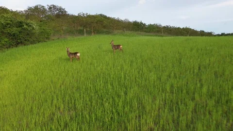A Running Pair Of Roe deer On A Green Field In Tuscany, Italy. Stock Footage 128207716