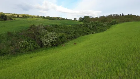 A Running Pair Of Roe deer On A Green Field In Tuscany, Moravia. Drone View. Stock Footage 128220477
