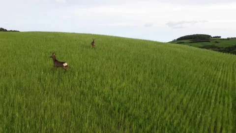 A Running Pair Of Roe deer On A Green Field In Tuscany. Italy. Stock Footage 128221000
