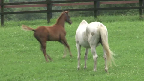 Running to the Parent Horse at the Ranch Video stock 332010848