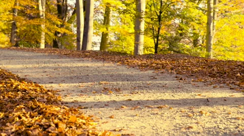Running at park in autumn Stock Footage 56914165