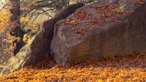 Running at park in autumn Stock Footage 56917161