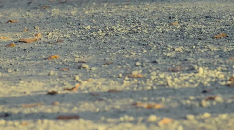 Running at park in autumn Stock-Footage 56918348