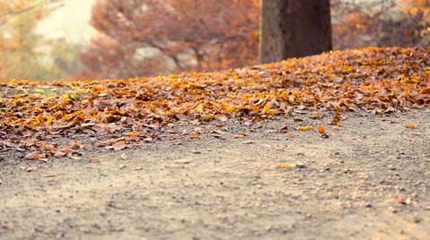 Running at park in autumn Stock-Footage 56919212