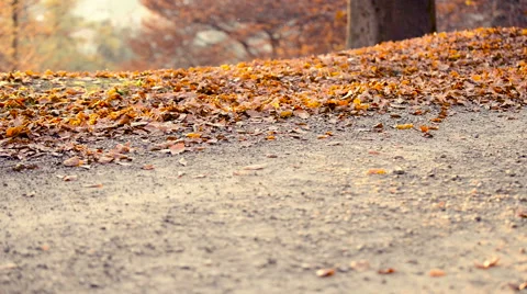 Running at park in autumn Stock Footage 56919478