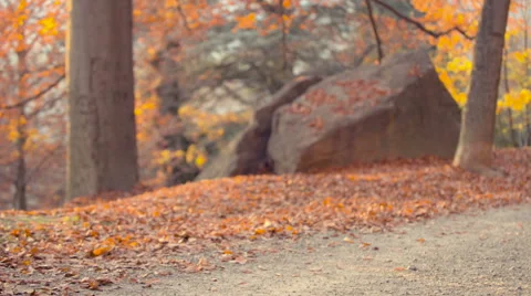 Running at park in autumn Video stock 56919845