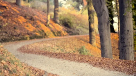 Running at park in autumn Stock-Footage 56920571